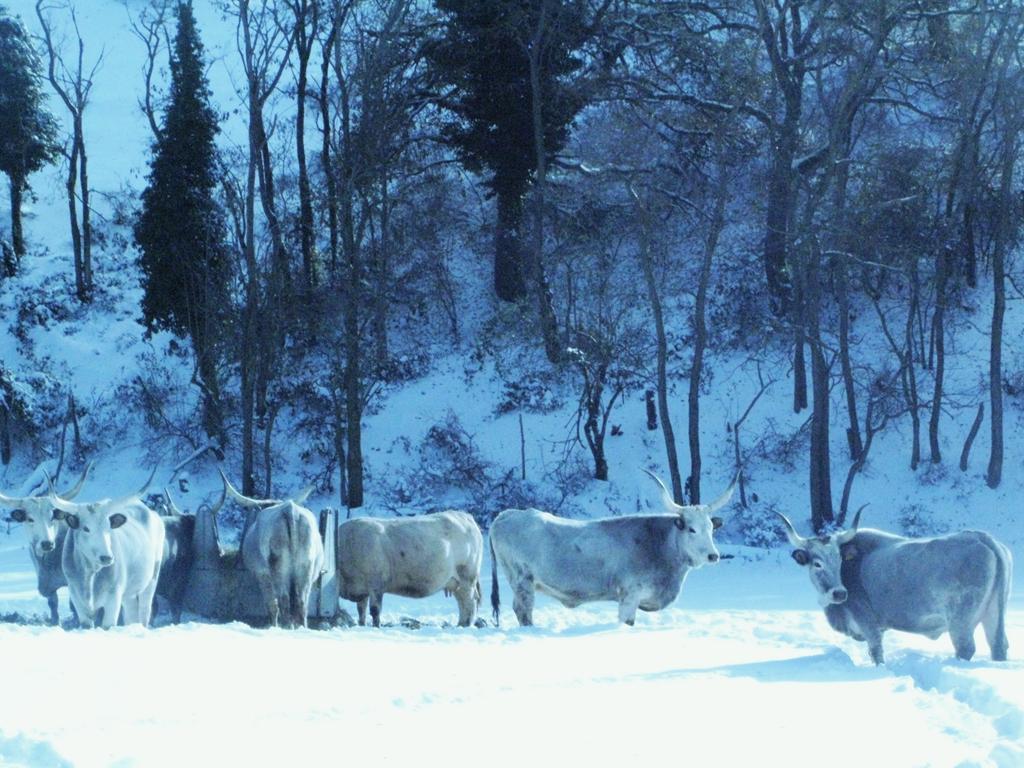 Fattoria Bio L'A Ceccoli Villa Sasso Feltrio Esterno foto