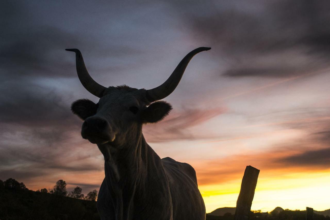 Fattoria Bio L'A Ceccoli Villa Sasso Feltrio Esterno foto